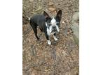 Montgomery Boston Terrier Senior - Adoption, Rescue