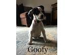 Goofy Collie Puppy Male