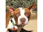 Adorabull LITTLE Mr Arbour ~ American Bully Boston Terrier Young Male