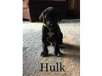 Hulk Collie Puppy Male