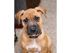 Mars Pit Bull Terrier Puppy Male