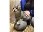 Kitsy American Shorthair Young - Adoption, Rescue