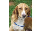 Lobster Treeing Walker Coonhound Young Male