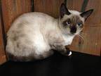 White Toes Siamese Adult Female