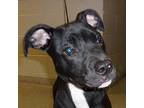 Remi Pit Bull Terrier Puppy Male