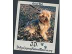 J.D. - Medical Hold Yorkie, Yorkshire Terrier Adult Male