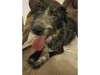 Jagger Wirehaired Pointing Griffon Young Male