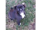 Jewel Pug Baby - Adoption, Rescue
