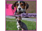 Buttercup Beagle Baby - Adoption, Rescue
