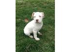 Storm **deaf puppy** Pit Bull Terrier Baby - Adoption, Rescue