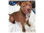 Rally Staffordshire Bull Terrier Adult Male
