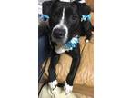 Oreo Staffordshire Bull Terrier Young - Adoption, Rescue