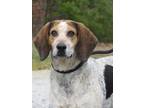 Grover Bluetick Coonhound Adult - Adoption, Rescue