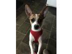 Buddy Boy Jack Russell Terrier Young - Adoption, Rescue