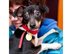 Tito Rat Terrier Baby - Adoption, Rescue