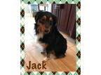 Jack Australian Shepherd Young - Adoption, Rescue