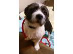Celia Cairn Terrier Adult - Adoption, Rescue
