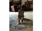 Tigger Collie Puppy Male