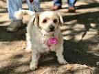 Darcy Poodle Senior - Adoption, Rescue