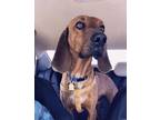 Bowie Redbone Coonhound Young - Adoption, Rescue