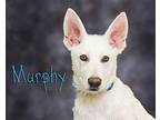 Murphy German Shepherd Dog Puppy Male