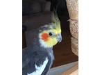 Bandit Cockatiel Adult - Adoption, Rescue