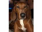 Hershey Redbone Coonhound Adult Male