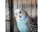 Bentley Parakeet (Other) Young - Adoption, Rescue