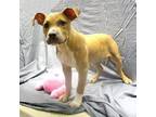 Sissy American Pit Bull Terrier Puppy Female