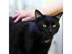 Chance the Total Sweetheart Bombay Adult Male