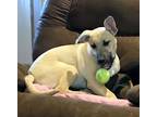 PETER PIPER - Sweetest pup ever! Anatolian Shepherd Baby - Adoption, Rescue
