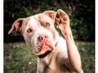 Angelina Pit Bull Terrier Adult Female