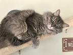 Bebe Maine Coon Adult - Adoption, Rescue