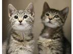 38079855 & 38079820 Tabby Baby - Adoption, Rescue