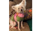 Abby Chinese Crested Dog Young - Adoption, Rescue
