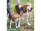 LEWIS Treeing Walker Coonhound Senior - Adoption, Rescue