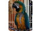 Bertie Macaw Adult - Adoption, Rescue