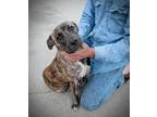 Chava Talbot- a special beautiful soul Plott Hound Young - Adoption, Rescue