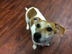 Cookie - Local girl! Jack Russell Terrier Young - Adoption, Rescue