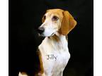 Jilly Treeing Walker Coonhound Adult - Adoption, Rescue