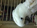 Bonnie Cockatoo Adult - Adoption, Rescue