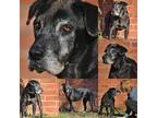 Tinsel Labrador Retriever Senior - Adoption, Rescue