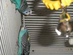 Parakeets Parakeet (Other) Adult - Adoption, Rescue