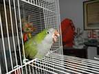 Bobber Quaker Parakeet Adult - Adoption, Rescue