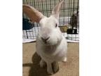 Stella Bunny Rabbit Adult - Adoption, Rescue