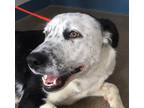 Kelly Border Collie Adult - Adoption, Rescue