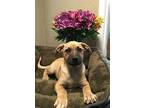 Little Logan Black Mouth Cur Young Male