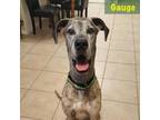 Gauge Great Dane Senior - Adoption, Rescue