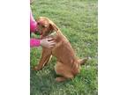 Bear Black Mouth Cur Baby - Adoption, Rescue
