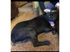 Trenton Mastiff Adult - Adoption, Rescue